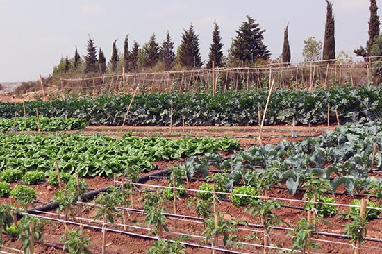 la-granja-1 Abadía d'Espí Restaurante - Nuestra Granja