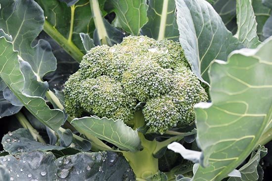 la-granja-4 Abadía d'Espí Restaurante - Nuestra Granja