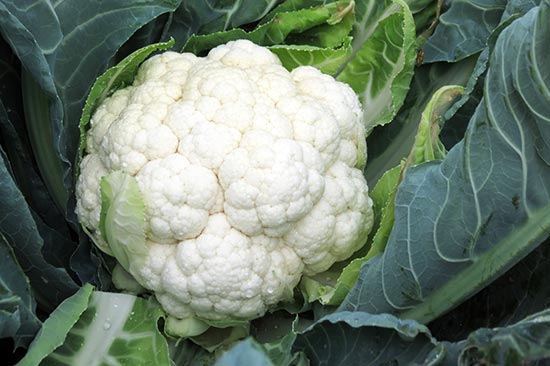 la-granja-5 Abadía d'Espí Restaurante - Nuestra Granja