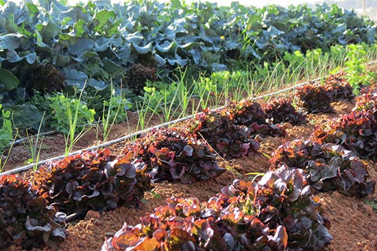 la-granja-6 Abadía d'Espí Restaurante - Nuestra Granja